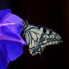 Borboleta (Butterfly) Papilio machaon cauda de andorinha